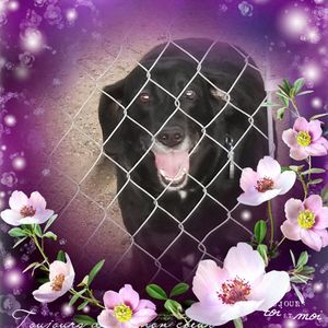 Meet your Posher, Robin